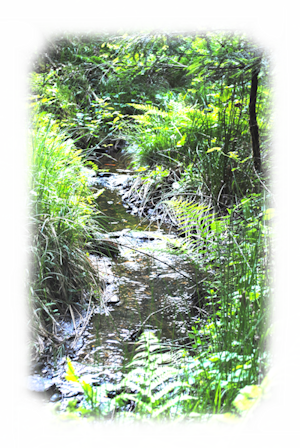 Bach im Wald